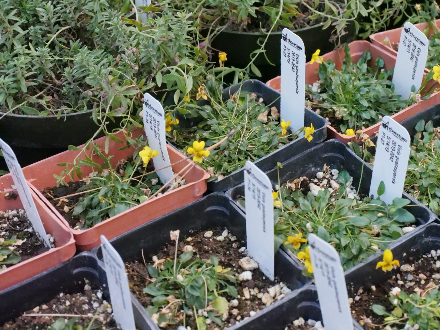 Nonprofit Spotlight Center for Plant Conservation